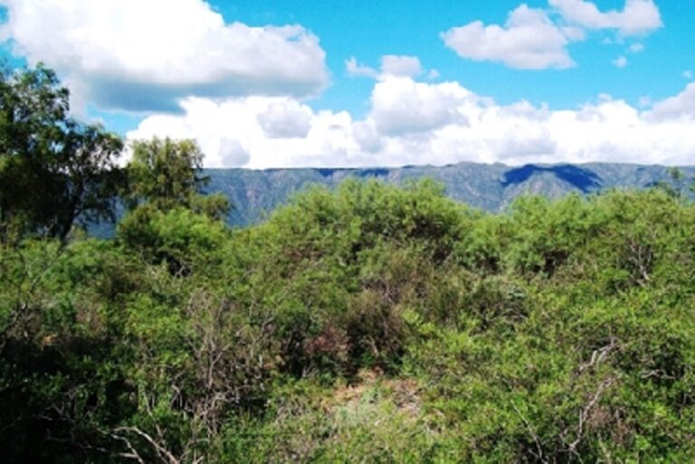 Lanzaron una campaña para elaborar el Mapa de Cobertura Vegetal de Córdoba