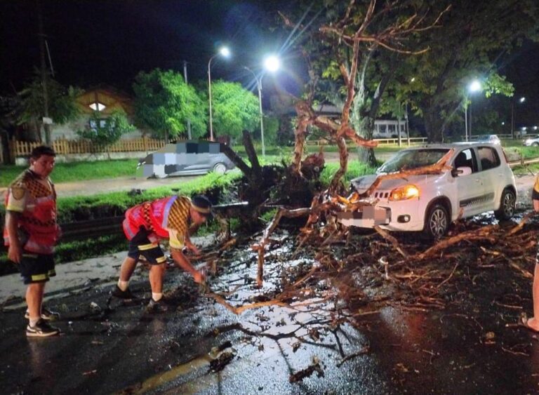 Temporal en Bialet Massé: Un árbol cayó sobre un auto mientras transitaba por la ruta 38