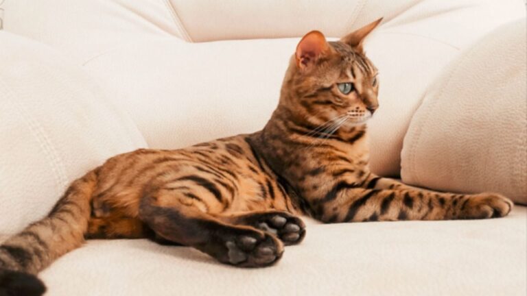 Tu gato te ignora? Así puedes solucionarlo