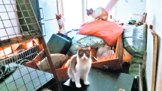 Rescataron más de 50 mascotas hacinadas en un departamento