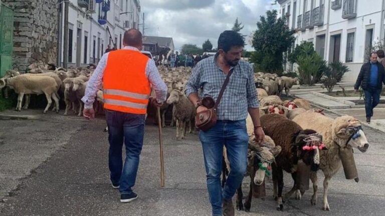 Las ovejas vuelven a recorrer las calles de Belalcázar con sus pastores