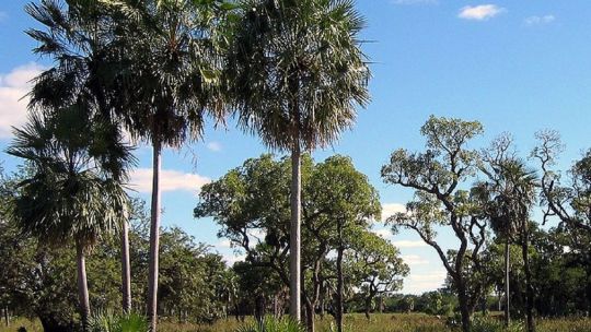 El Gran Chaco es un gran modelo para la conservación ambiental mundial