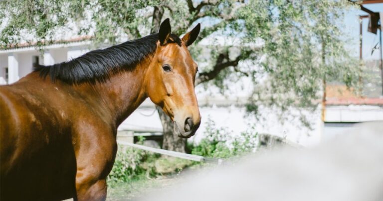 Chocó con un caballo suelto, quedó con incapacidad y culpó a la municipalidad