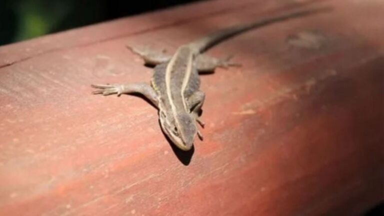 Qué significa que una lagartija aparezca en tu casa?