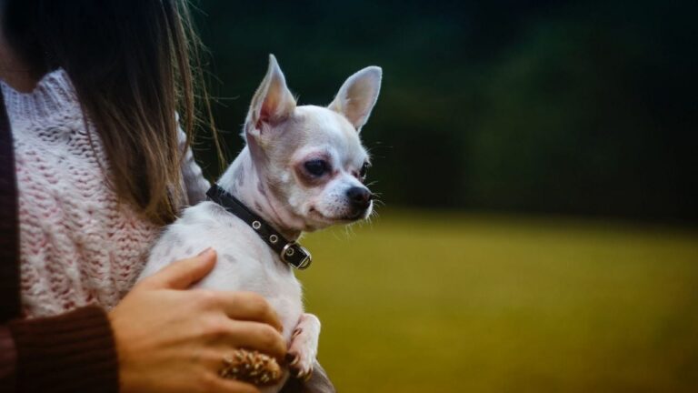Las 5 razas de perros que se destacan por ser desobedientes