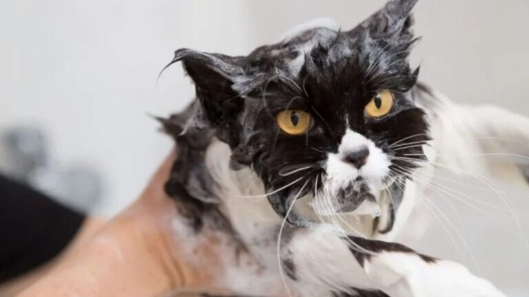 Cuándo hay que bañar a un gato, qué beneficios tiene y cómo hacerlo