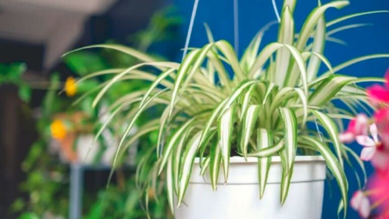 Más que una planta decorativa: la increíble función del lazo de amor en tu hogar