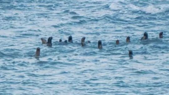 Río Negro: llegaron las primeras orcas para cazar entre los lobos marinos