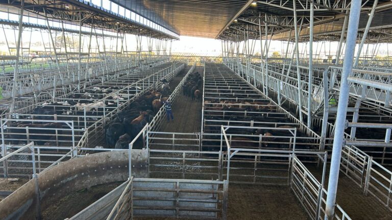 Vacunos: comienzo de semana con bajas en el Mercado Agroganadero de Cañuelas