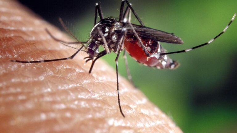 Andalucía notifica 73 alertas de mosquito tigre a través de la app impulsada por Sanidad