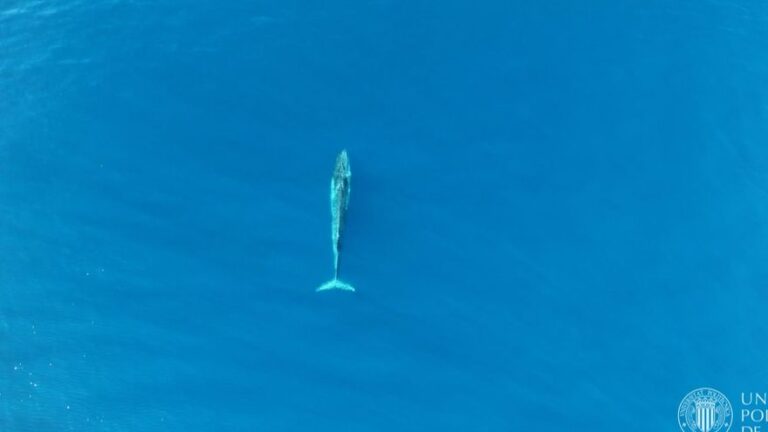 Avistan más de un centenar de ballenas rorcuales en las costas de Denia