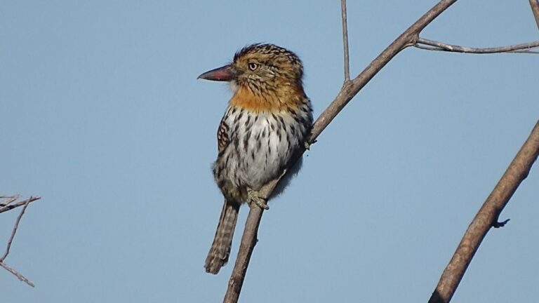 La Provincia releva la fauna en pulmones verdes de Arroyito y Piedras Moras