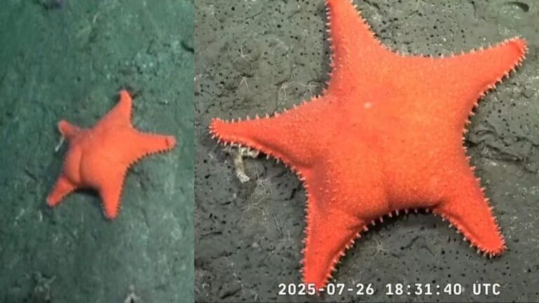 Estrella de mar «culona»: qué se sabe de la especie encontrada en Mar del Plata