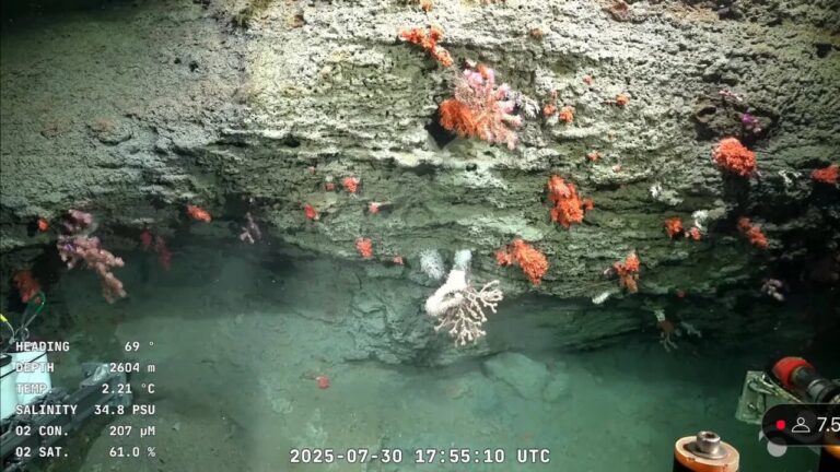 Carla de Aranzamendi, bióloga de la UNC, participa en la exploración submarina en Mar del Plata