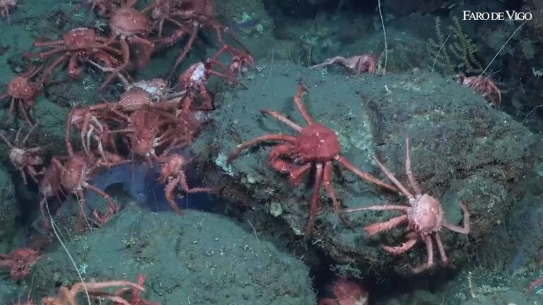 Una emisión en vivo deja ver todo tipo de vida submarina