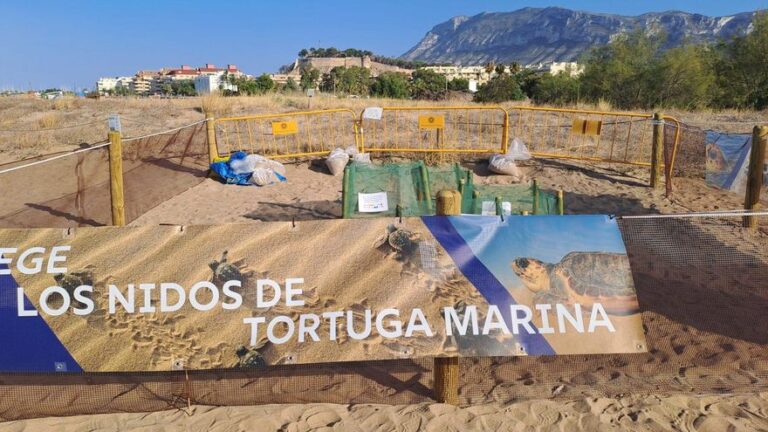 Voluntarios para vigilar los nidos de la tortuga «Diana» en las playas de Denia (Alicante)