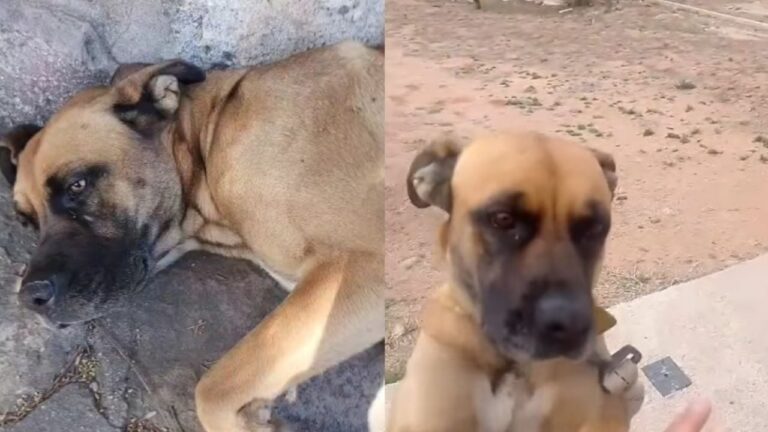 Final feliz en Carlos Paz: una familia se hizo cargo de Charlotte