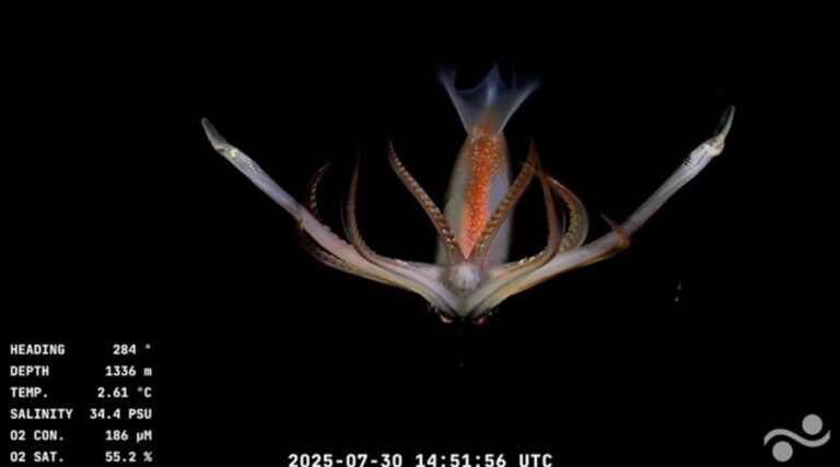 La expedición del CONICET en Mar del Plata finaliza este viernes