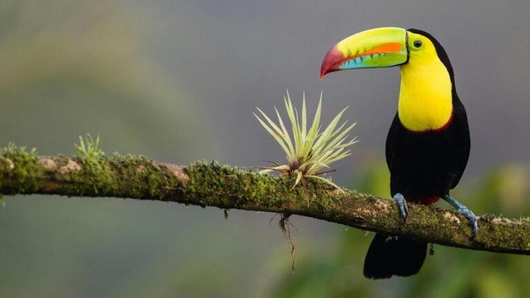 Las poblaciones de aves tropicales caen un tercio desde 1980 en comparación con un mundo sin cambio climático