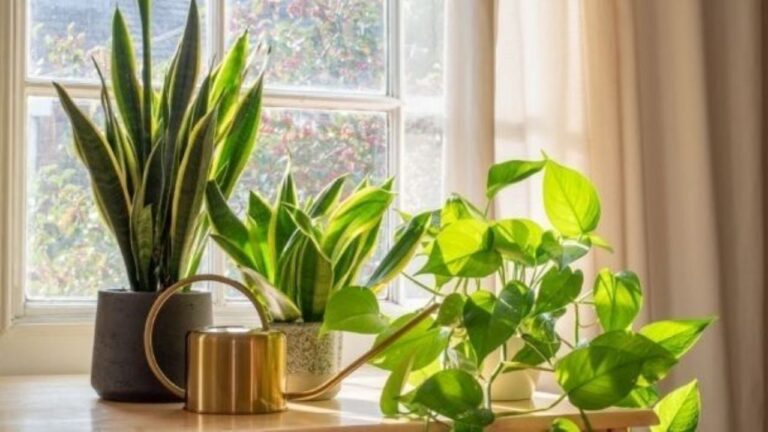 Guía completa para cultivar plantas exuberantes en casa