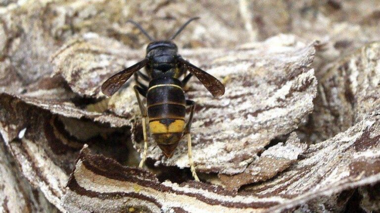 Ensayan barreras eléctricas y bozales para proteger a las abejas de las avispas asiáticas