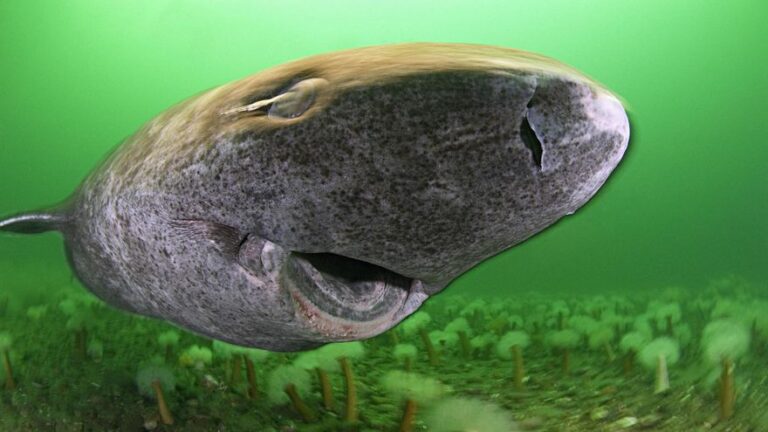 Esta especie de tiburón vive 400 años y los científicos descubren el motivo