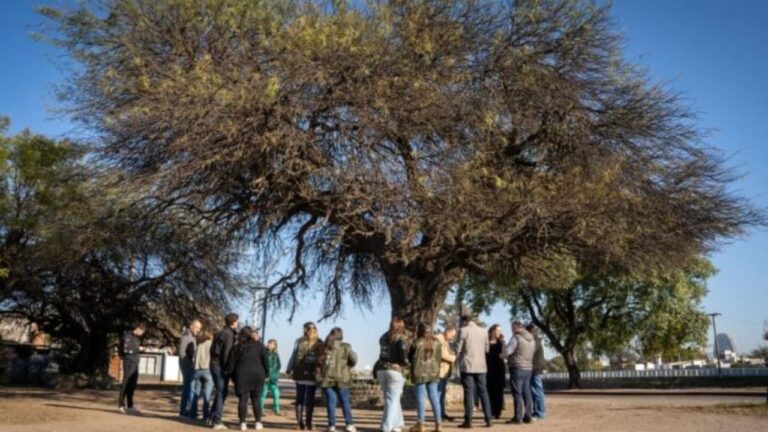 San Vicente: un algarrobo de 278 años fue declarado Patrimonio Natural
