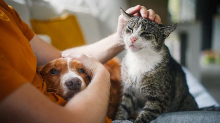 Esta es la mascota ideal para cada signo zodiacal, según la Inteligencia Artificial