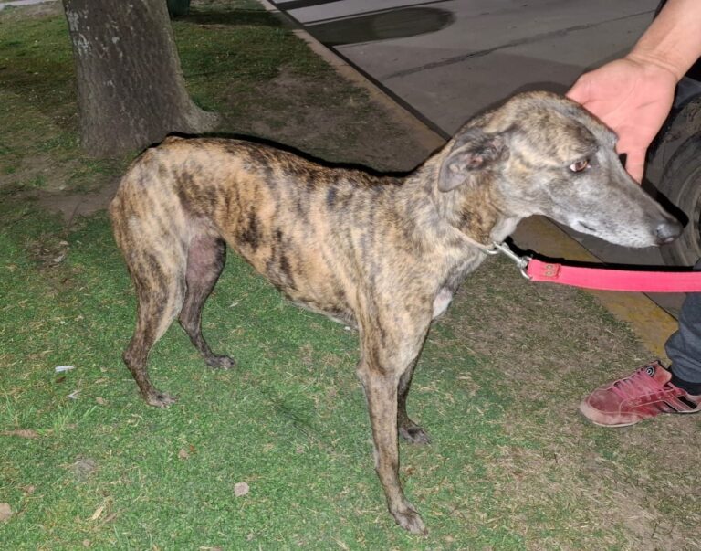 Lo detuvieron por negociar el rescate de un perro robado