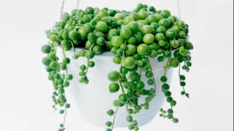 Planta Rosario: guía completa para cuidar tu collar de perlas