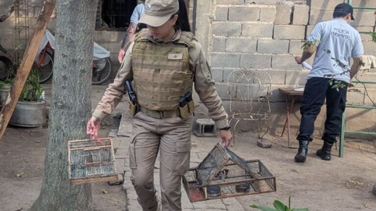 Rescatan aves silvestres en cautiverio en Jesús María