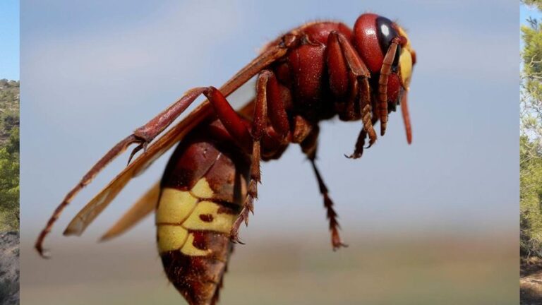Tras la avispa asiática llega ahora el avispón oriental: ya está arrasando las colmenas andaluzas