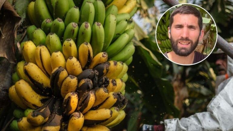 Sergio Rodríguez, agricultor, sobre el precio de los plátanos en España: «Las noches bajan mucho la temperatura»