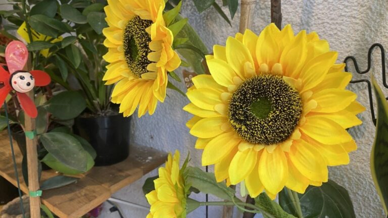 La llegada de la primavera, furor por las flores amarillas en Carlos Paz