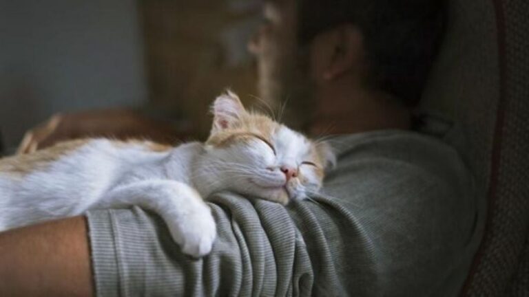 Razones por las que tu gato no se despega de tu lado