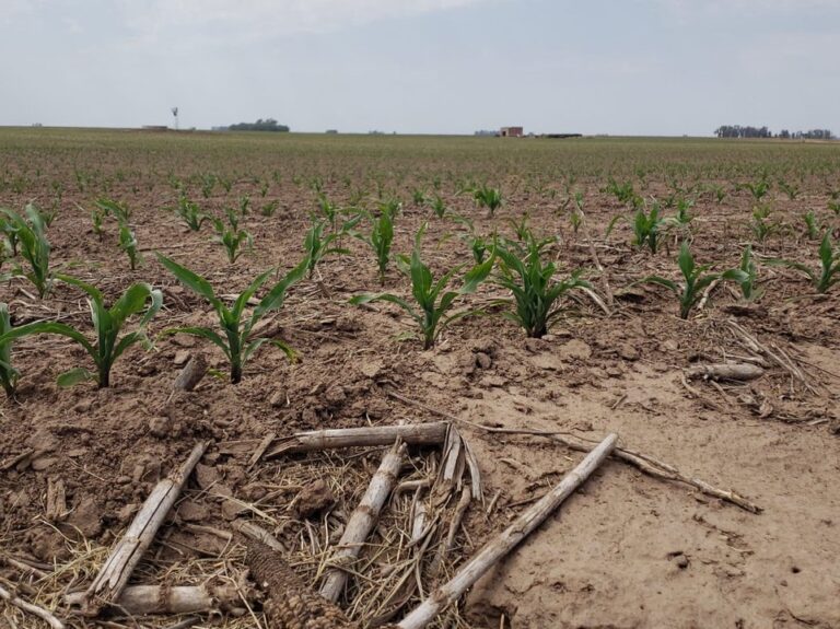 Bolsa de Cereales de Córdoba: la provincia recuperará más de un 15% de la superficie de maíz