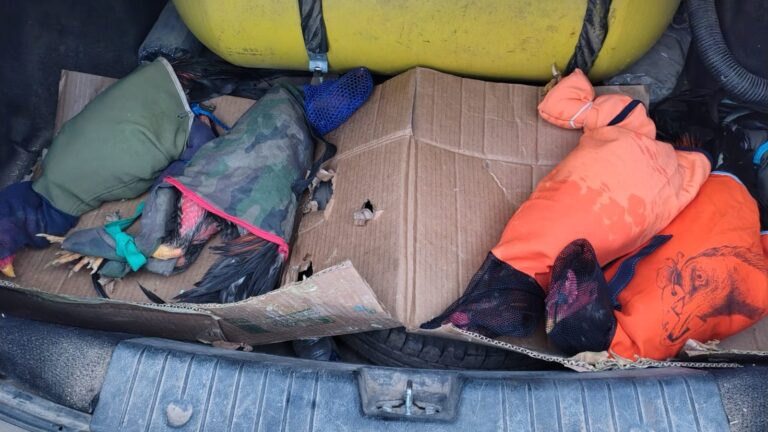 Rescataron gallos de riña y aves silvestres ocultos en un automóvil