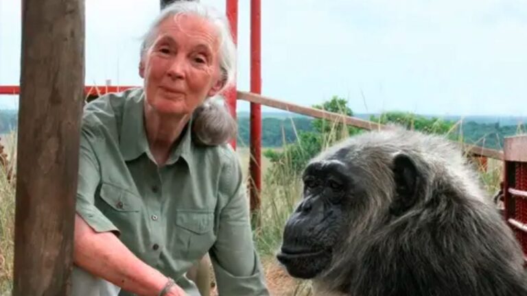 Murió Jane Goodall, la reconocida investigadora de chimpancés y vida salvaje