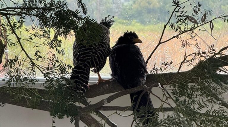 Cinco muitús criados en Córdoba fueron liberados en el Gran Parque Iberá