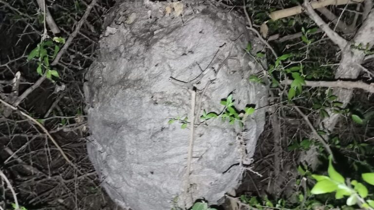 Retiraron un peligroso panal de avispas en Cuesta Blanca