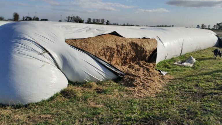 Niños de 11 y 12 años dañaron silobolsas en una propiedad rural de Laboulaye