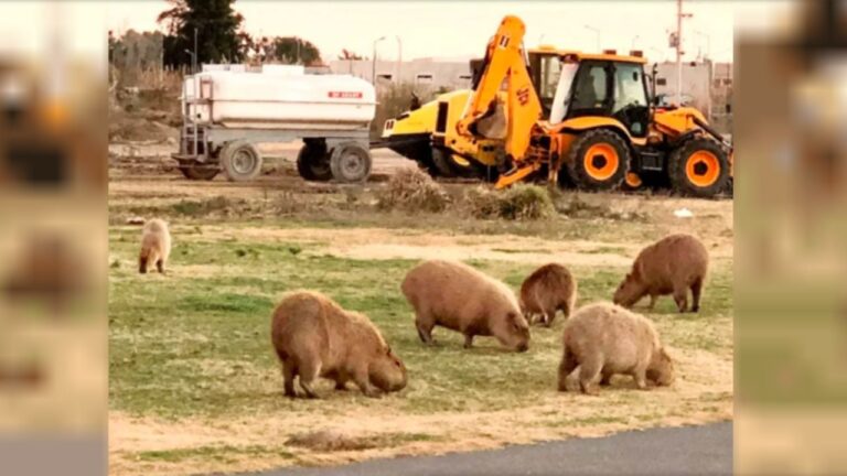 La cautelar que protegía a los carpinchos en Nordelta fue revocada
