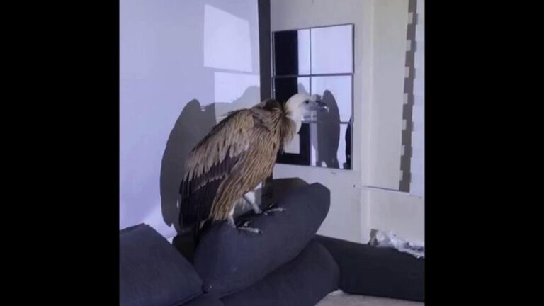 Rescatan un buitre leonado de una casa de Torrevieja