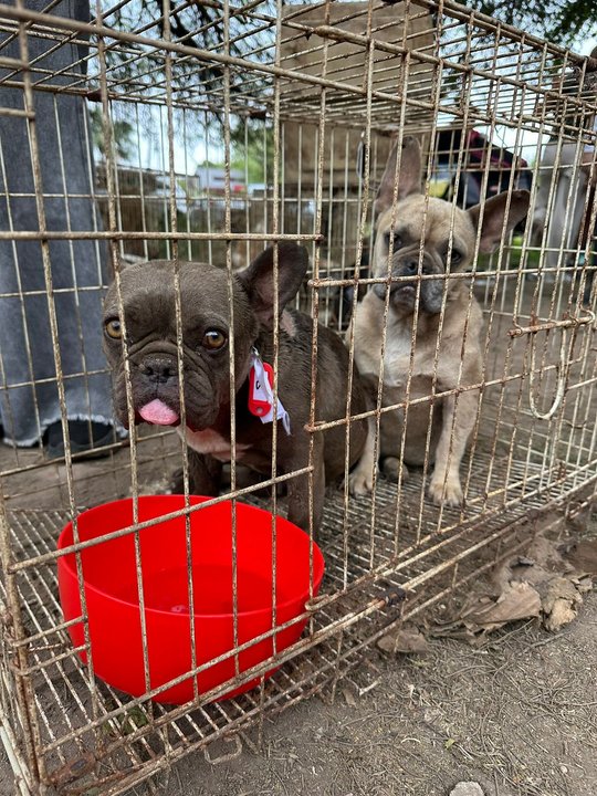 Criadero del horror: rescataron 87 perros hacinados y maltratados