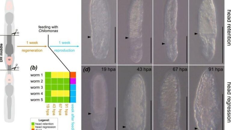 La naturaleza supera a la ficción: los gusanos planos pueden invertir su cuerpo y desarrollar dos cabezas