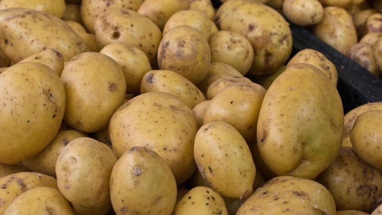 Sabías que la patata no engorda? Descubre los beneficios para la salud de este tubérculo milenario