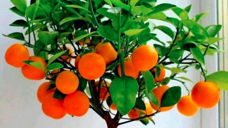 Cómo un naranjo en casa puede transformar tu jardín y tu bienestar diario