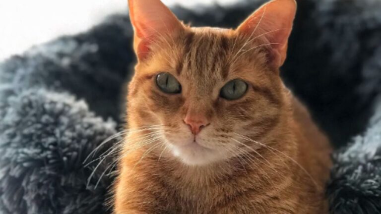 Estás son las cosas que los gatos pueden predecir