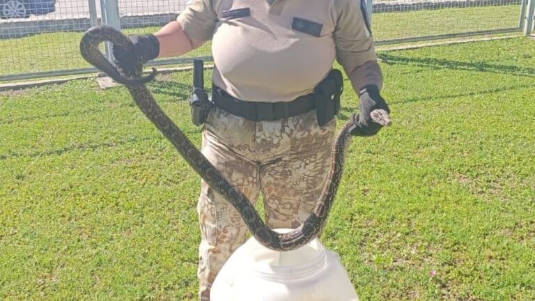Hallaron una boa constrictora en el predio de La Voz del Interior