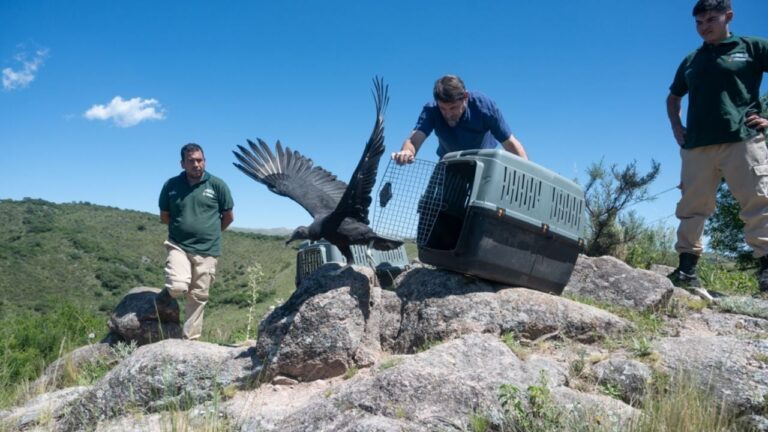 Animales que estaban en cautiverio fueron liberados en las Sierras Chicas